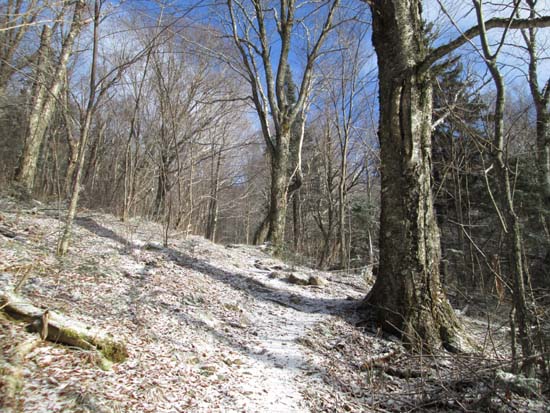 Looking up the Cherry Mountain Trail