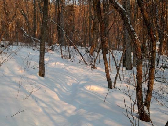 Looking up the Cherry Mountain Trail