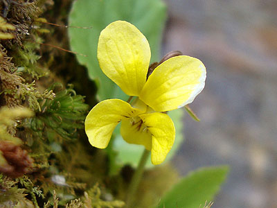 A yellow violet on the Mt. Meader Trail