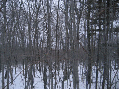 Lack of views from Mt. Mexico - Click to enlarge