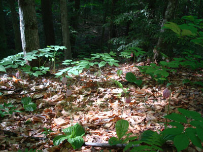 A large patch of ladyslippers along the Cabin Trail