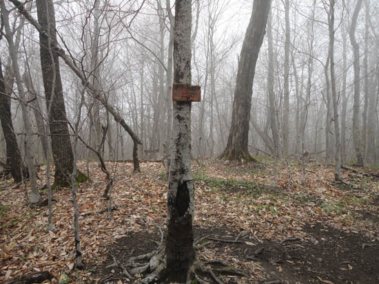 Mist on Mt. Mist - Click to enlarge