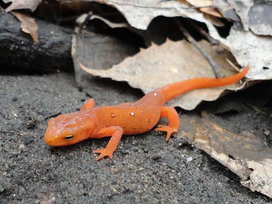 Newt 2012