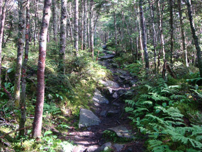 Looking up the Benton Trail