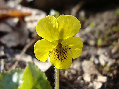 A yellow violet near the Glencliff Trail