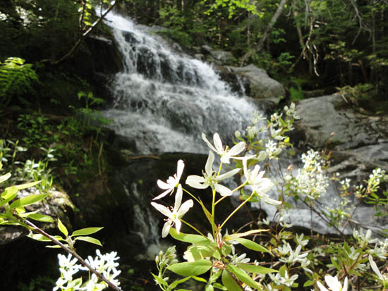 Cascades and flowers along the Beaver Brook Trail