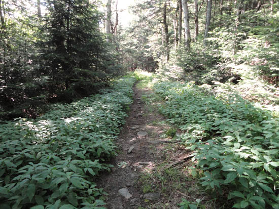 The lower Carriage Road