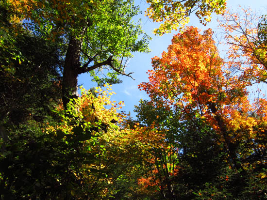 Foliage on the Hurricane Trail