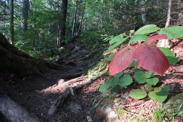 Looking up the Glencliff Trail