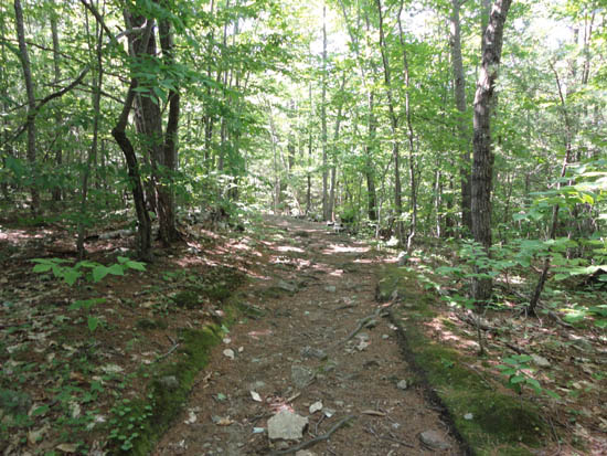The Mt. Morgan Trail