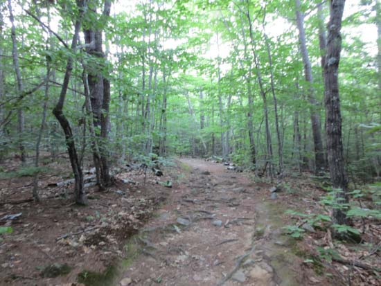 The Mt. Morgan Trail