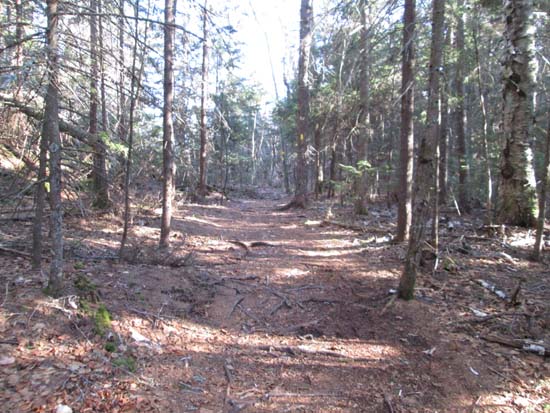 Crawford-Ridgepole Trail to Mt. Morgan