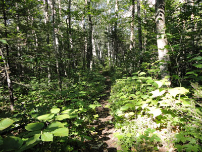 The Moriah Brook Trail