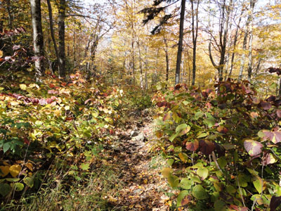 The Stony Brook Trail