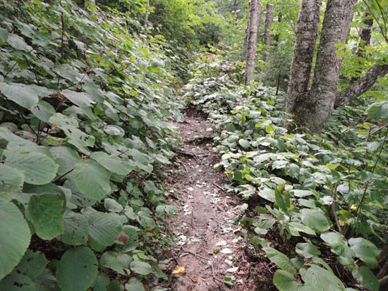 The Rattle River Trail
