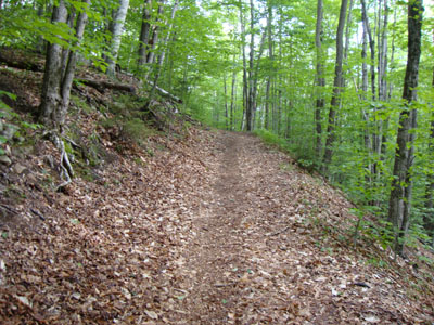 Looking up the Nancy Pond Trail