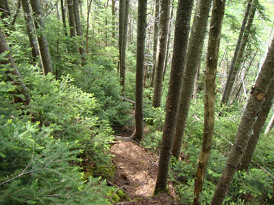 Looking down the steep herd path to Mt. Nancy