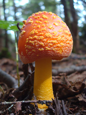 A colorful mushroom next to the Mt. Osceola Trail