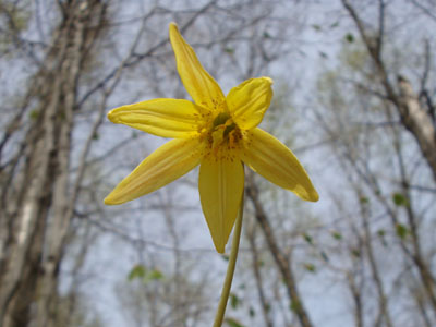 Trout lily on the lower portion of the Mt. Osceola Trail