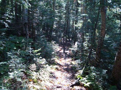Looking down the Dicey Mill Trail near the Mt. Passaconaway summit