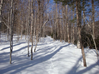 Looking up the Dicey Mill Trail