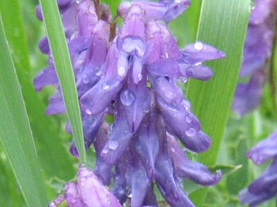 Wild flowers near the Ferncroft parking area