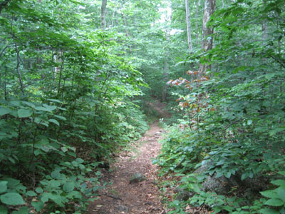Looking down the Dicey Mill Trail