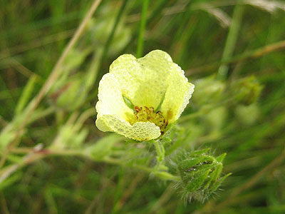 A flower near Ferncroft