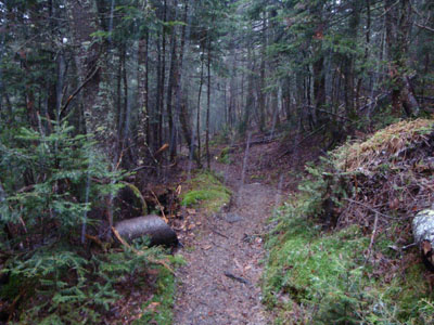 Looking down the Dicey Mill Trail as snow starts to fall