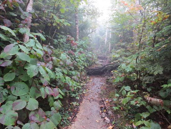 The Passaconaway Cutoff Trail