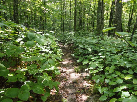 A brief patch of sun on the lower Dicey's Mill Trail