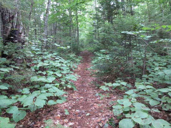 Looking up the Whitin Brook Trail