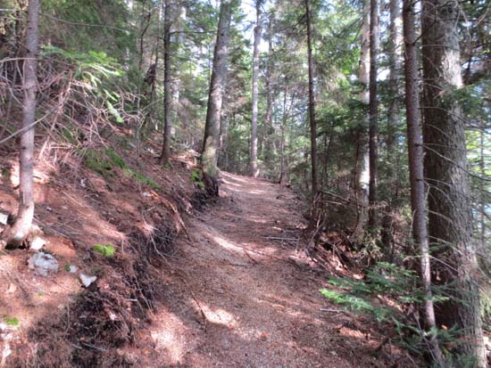 Looking up the Lawrence Trail