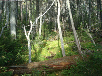 The woods near the end of the herd path near the Old Shag Shelter location