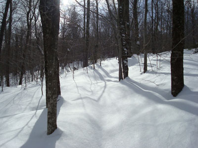 Looking up the Mt. Pemigewasset Trail