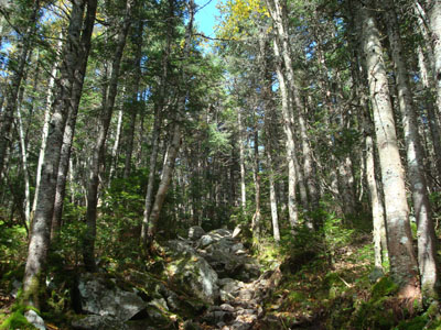 Looking up the Crawford Path