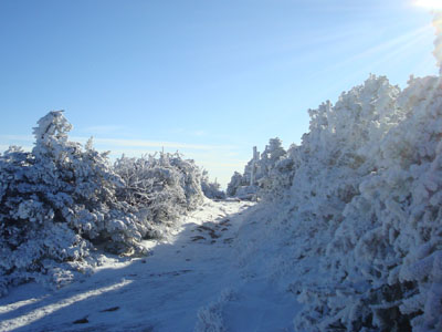 Looking up the Crawford Path