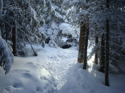 Looking down the Crawford Path