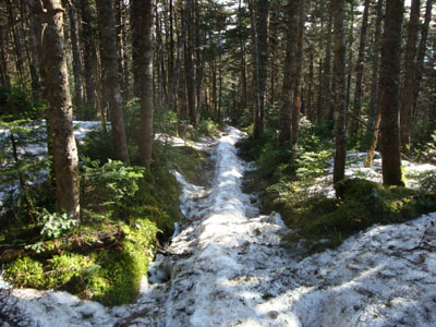 Looking down the Crawford Path