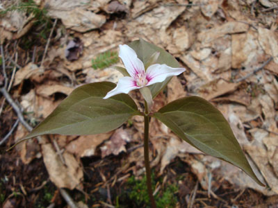 A painted trillium along the Crawford Connector