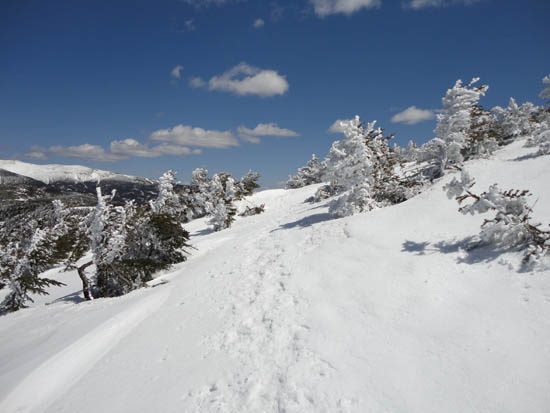 Looking up the Crawford Path