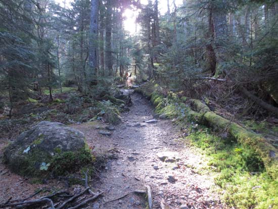 Looking up the Crawford Path