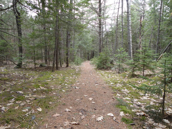 The trail to Mt. Prospect