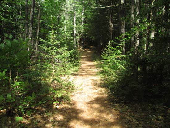 The trail to Mt. Prospect