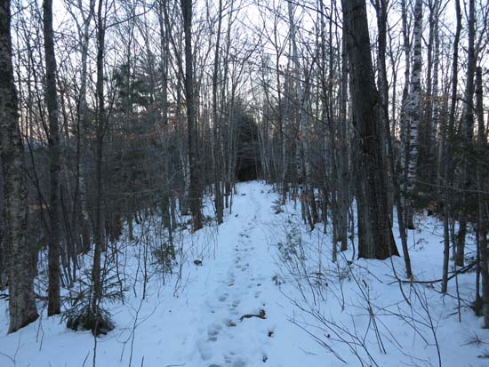 The trail to Mt. Prospect