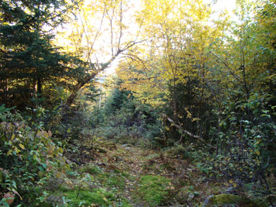 The Crescent Ridge Trail near Carlton Notch