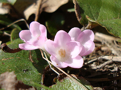 Trailing Arbutus as seen along the Mt. Roberts Trail