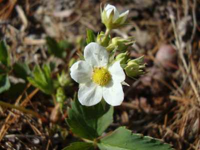 Wildflowers along the Ridge Trail