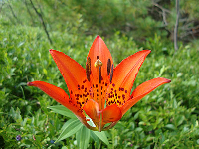 A wood lilly