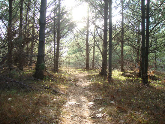 Nearing the White Trail to Mt. Rowe